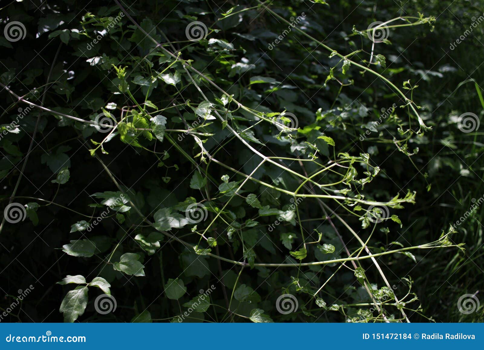 Creeper, Weed. Creeper, Vine, Climber, Rambler, Runner. Plant that