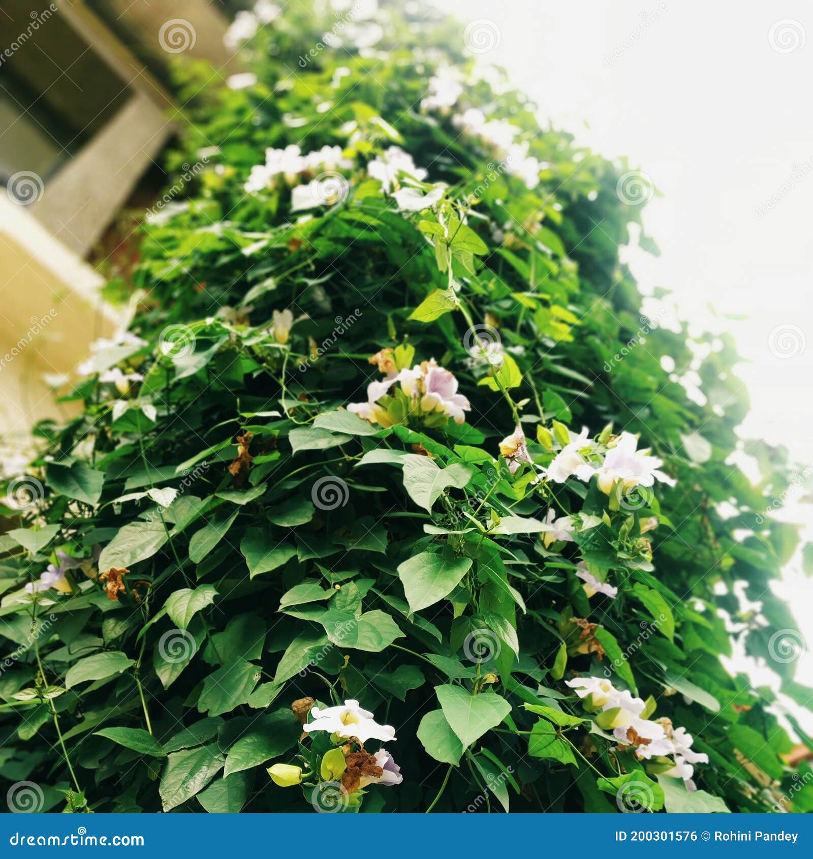 Creeper of white flower stock photo. Image of creeper 200301576