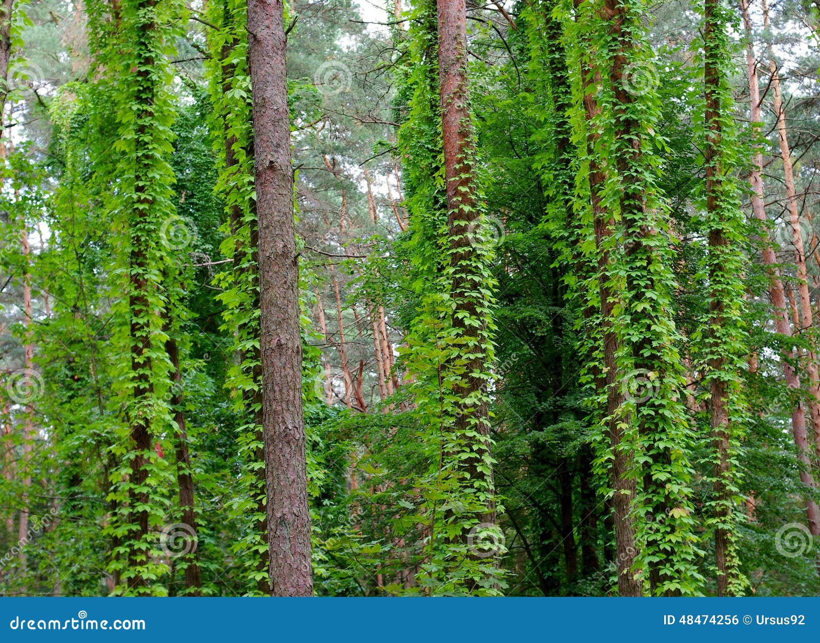 Creepers stock photo. Image of trees, park, leaves, nature 48474256