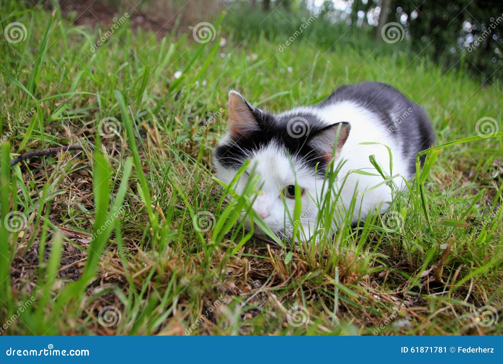 Creeping cat stock image. Image of playful, wait, outdoors 61871781