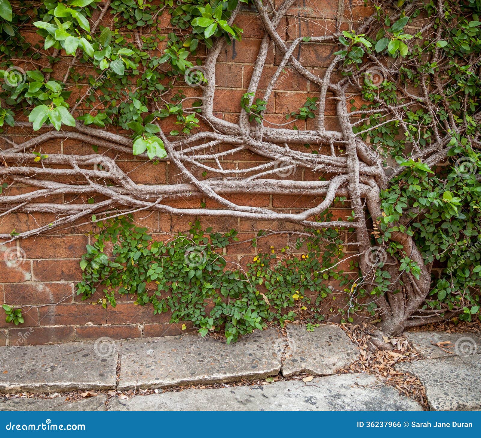 Creeping Fig Growing Out Concrete Up Brick Wall Stock Photos - Free ...