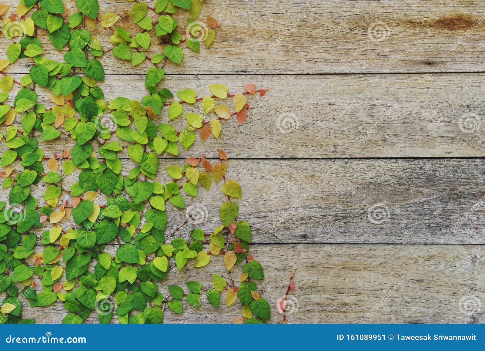 Creeping Fig Vines Growing on Weathered Wood Wall Background Stock