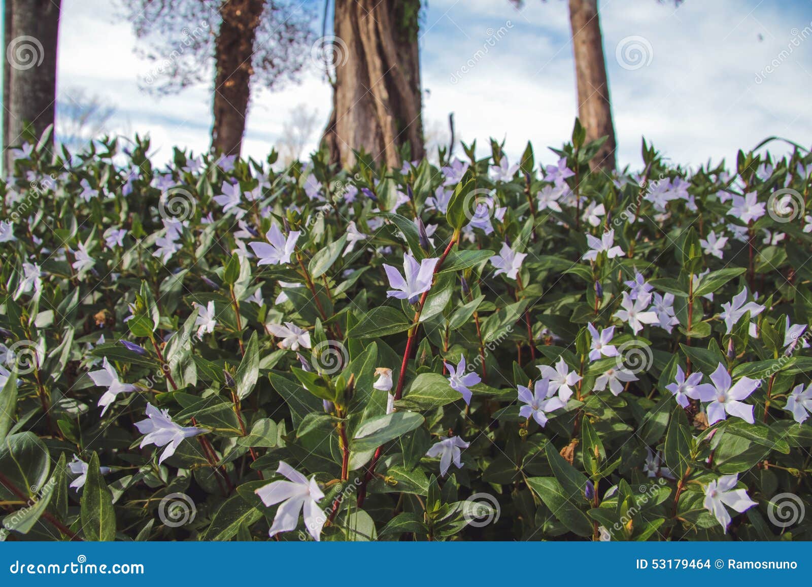 Creeping Flowers stock photo. Image of colors, grass 53179464