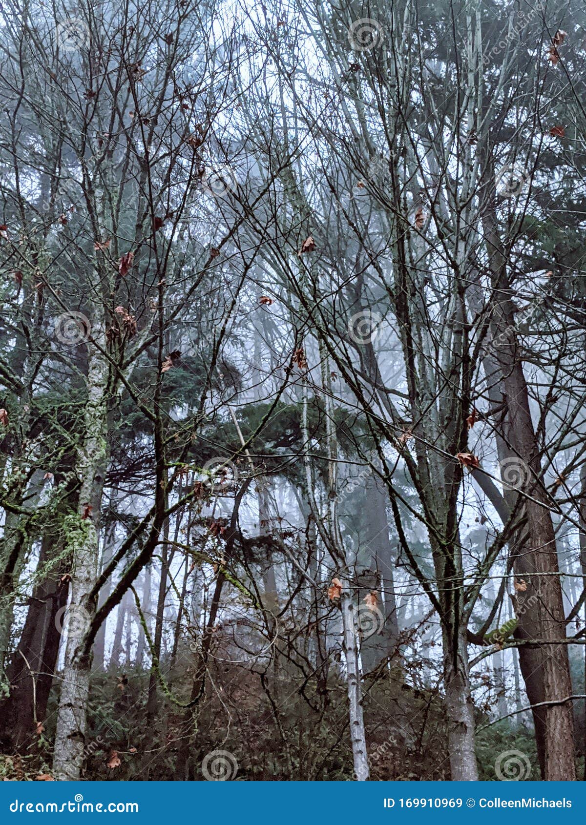 Creeping Fog in a Forest of Evergreen Trees in the Pacific Northwest