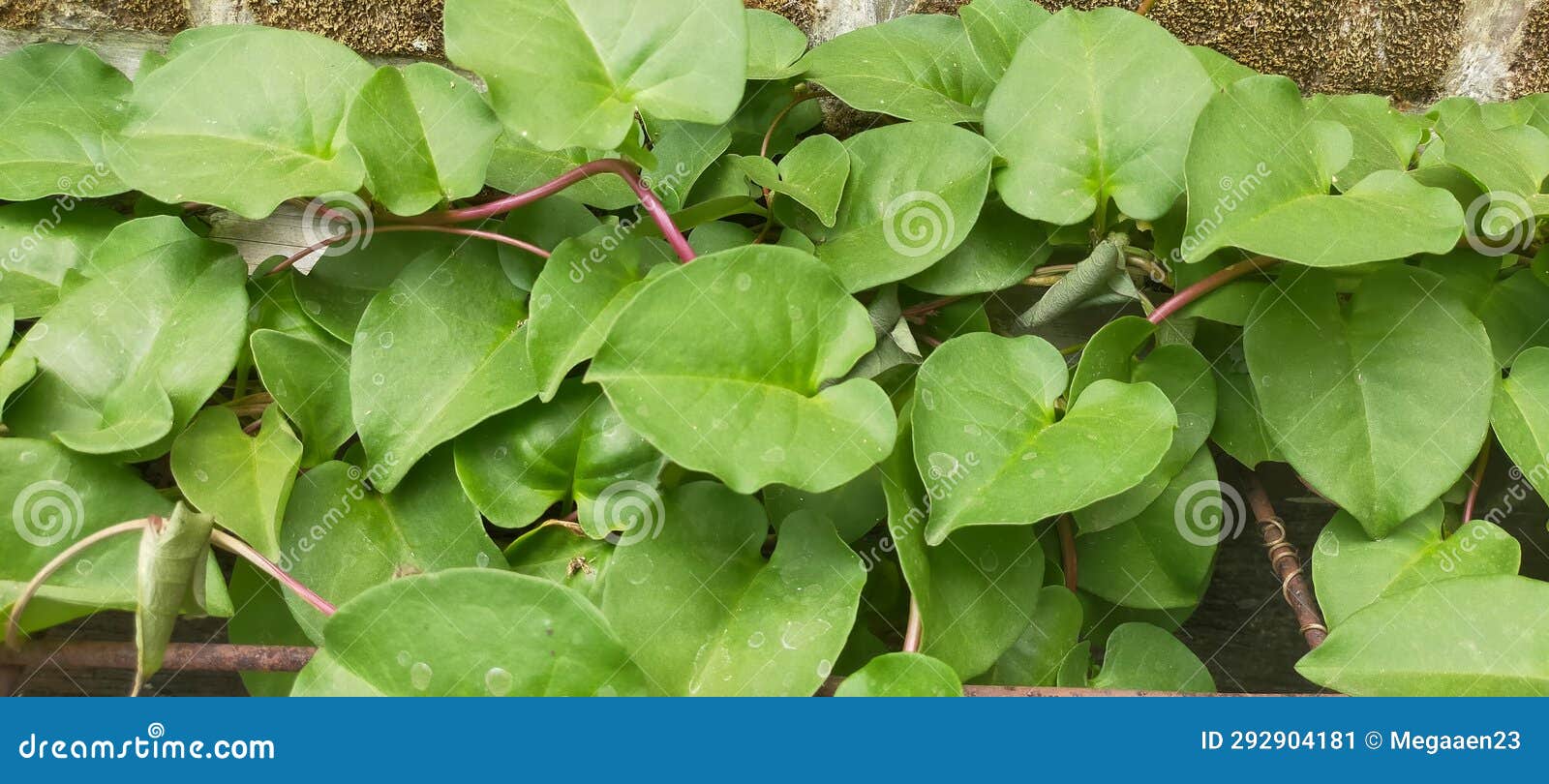 Creeping Green Plants stock image. Image of outdoor 292904181
