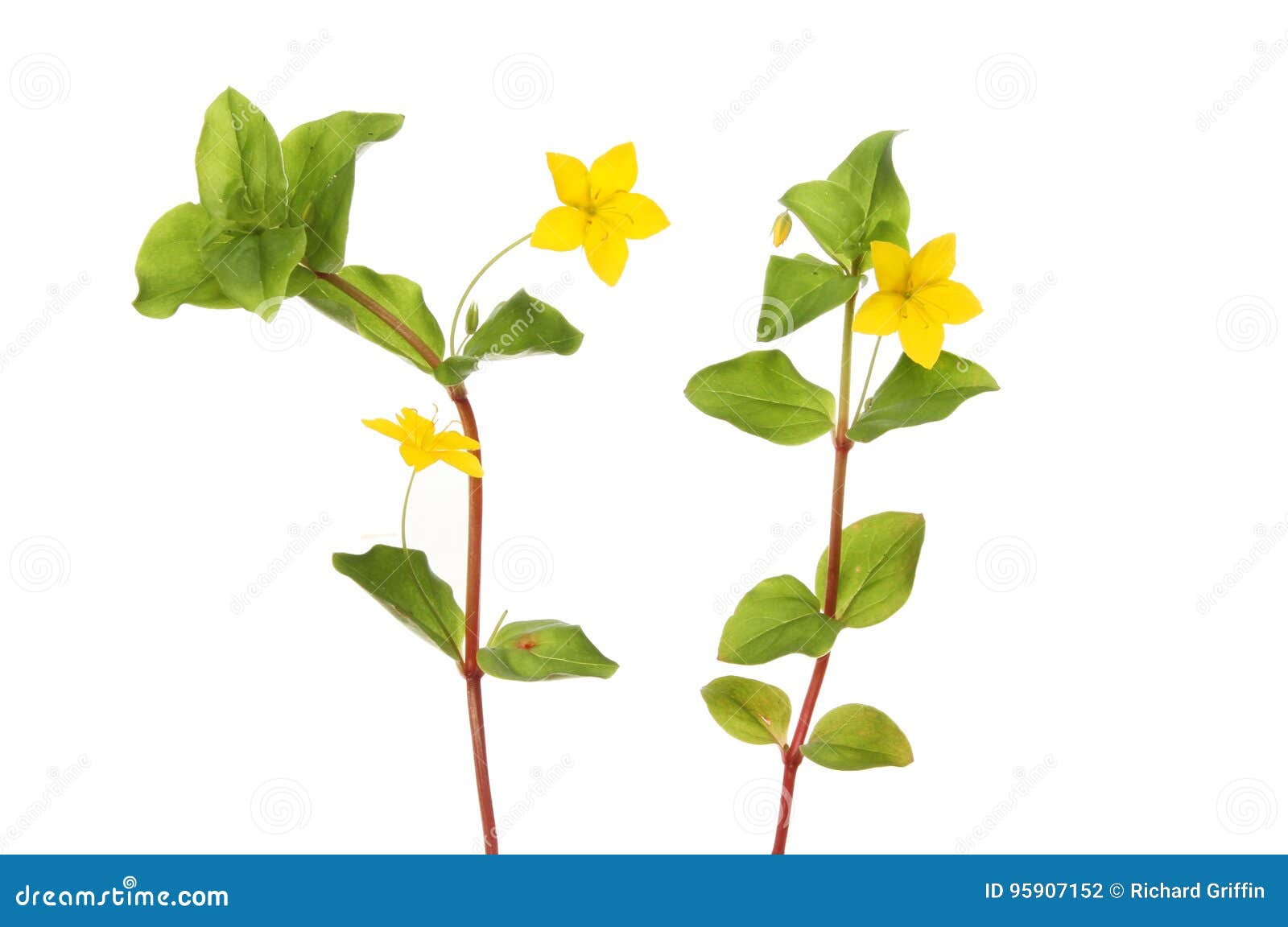 creeping jenny flower