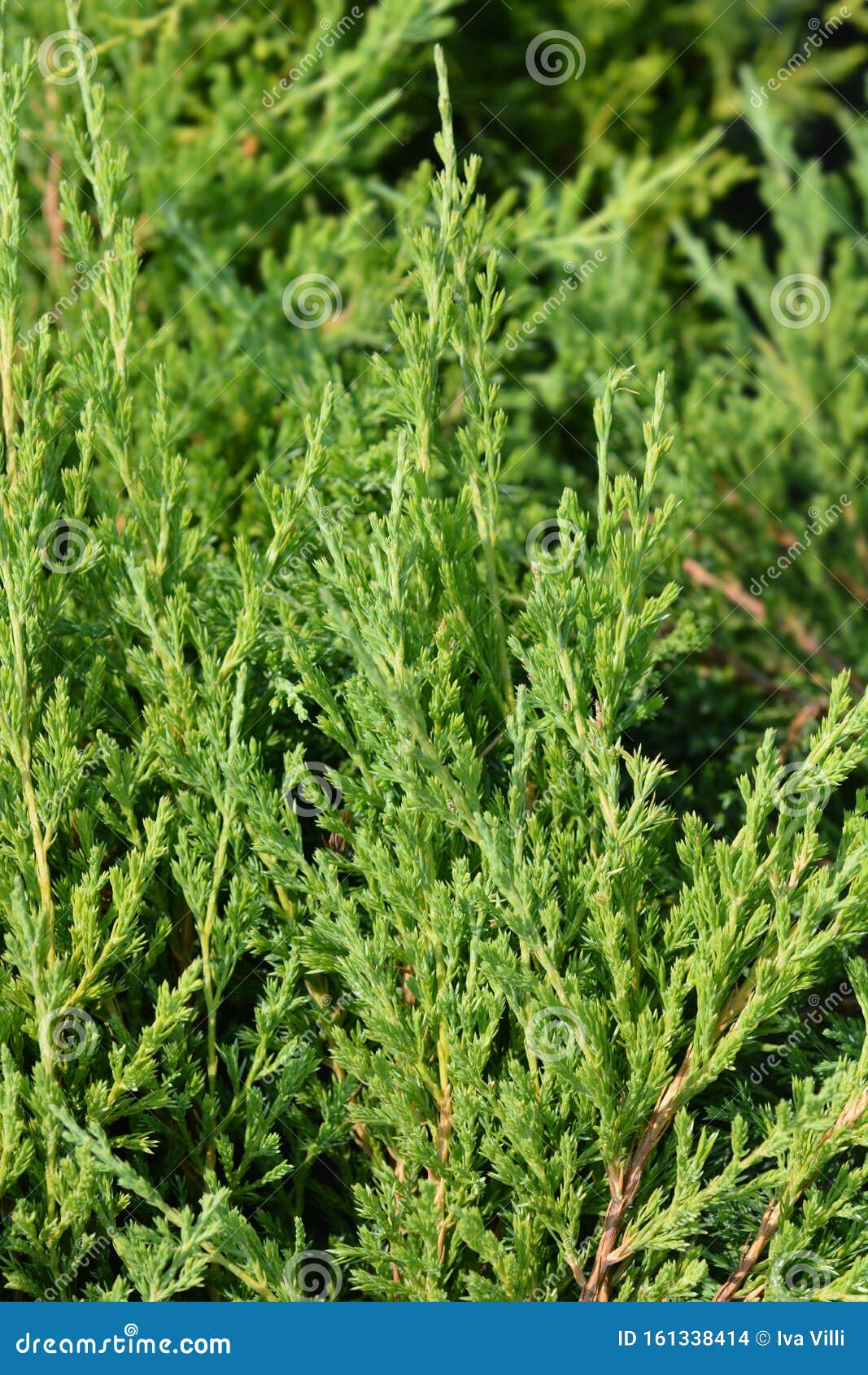 Creeping Juniper Andorra Compact Stock Photo - Image of ...