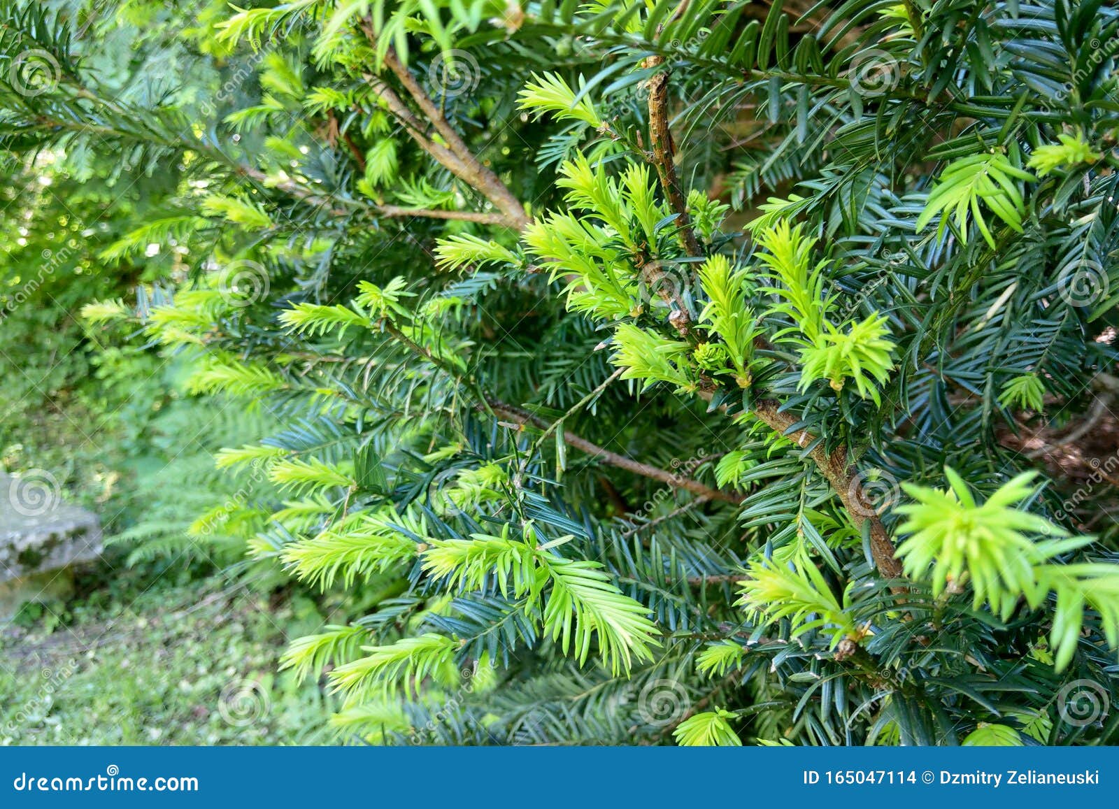 Creeping Juniper Growing on the Rock with Sunlight Stock Photo Image