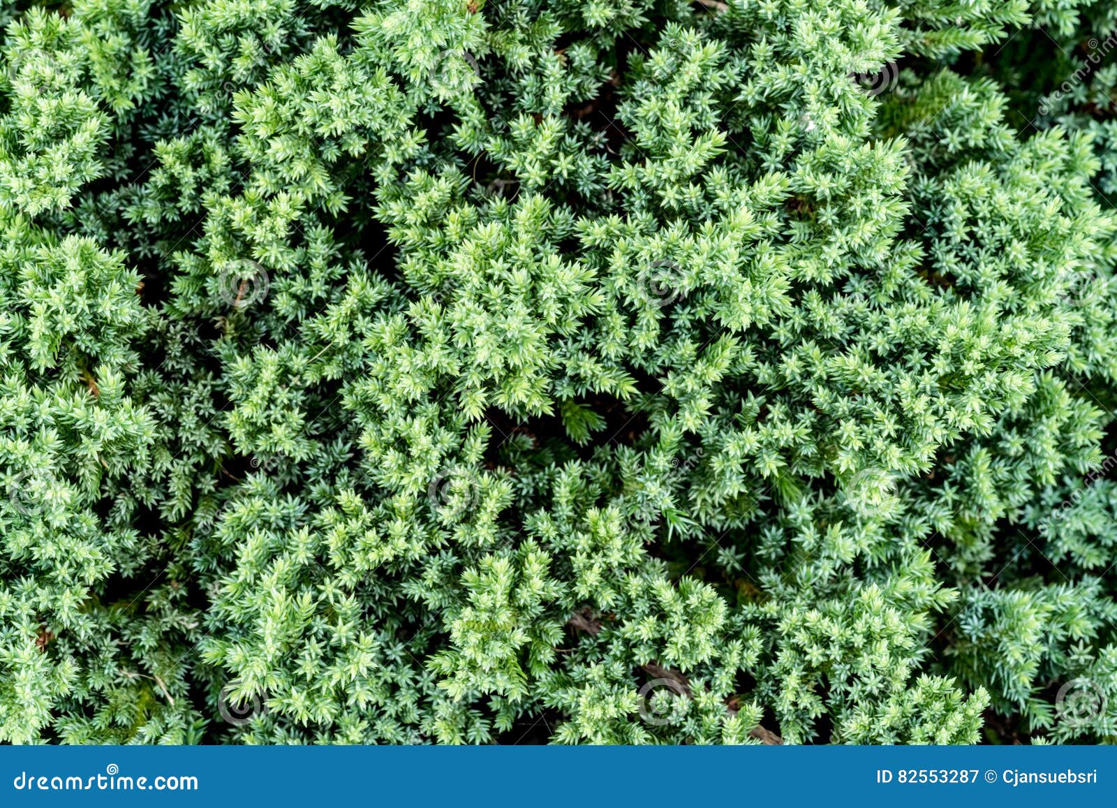 Creeping Juniper, Leaves Wall Stock Image Image of outdoor, meadow