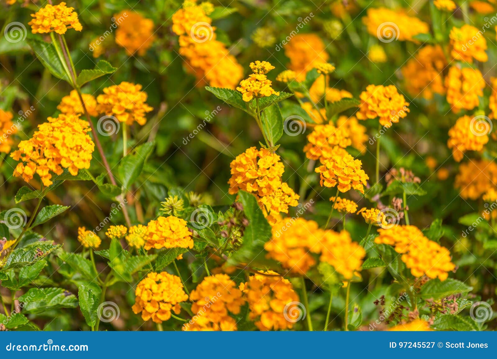 Creeping Lantana stock image. Image of nature, garden 97245527