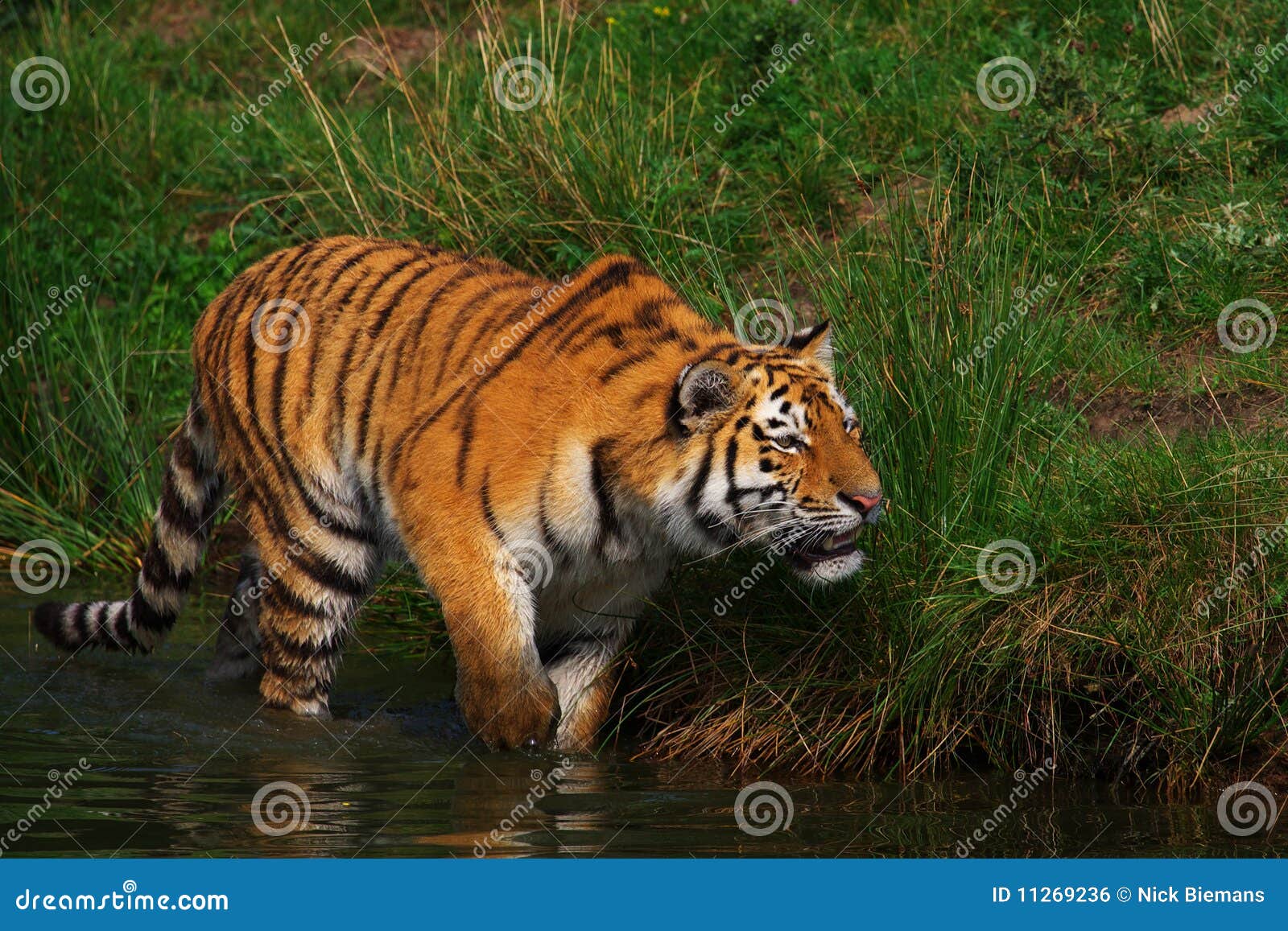creeping siberian tiger