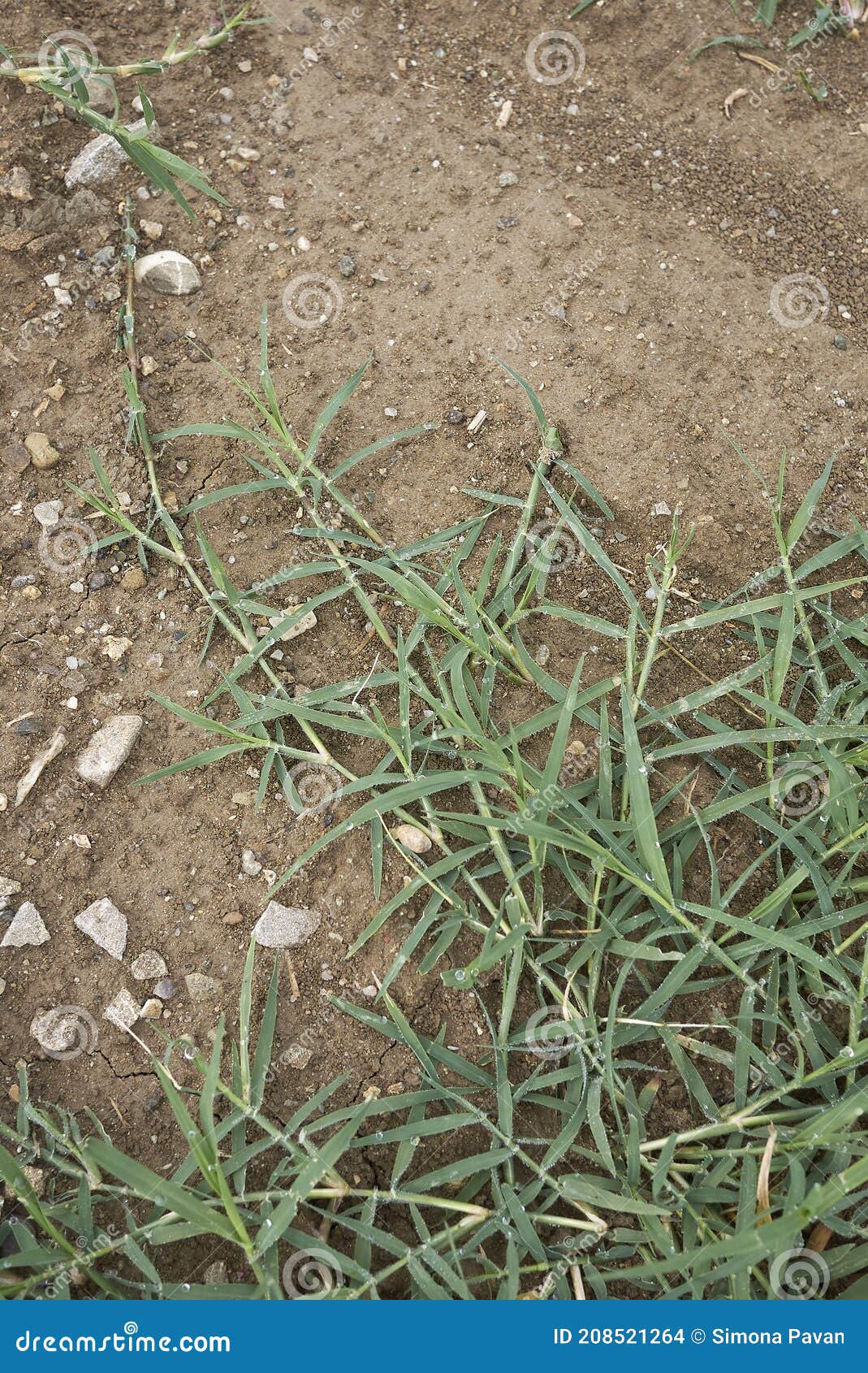 Cynodon dactylon close up stock photo. Image of dubo 208521264