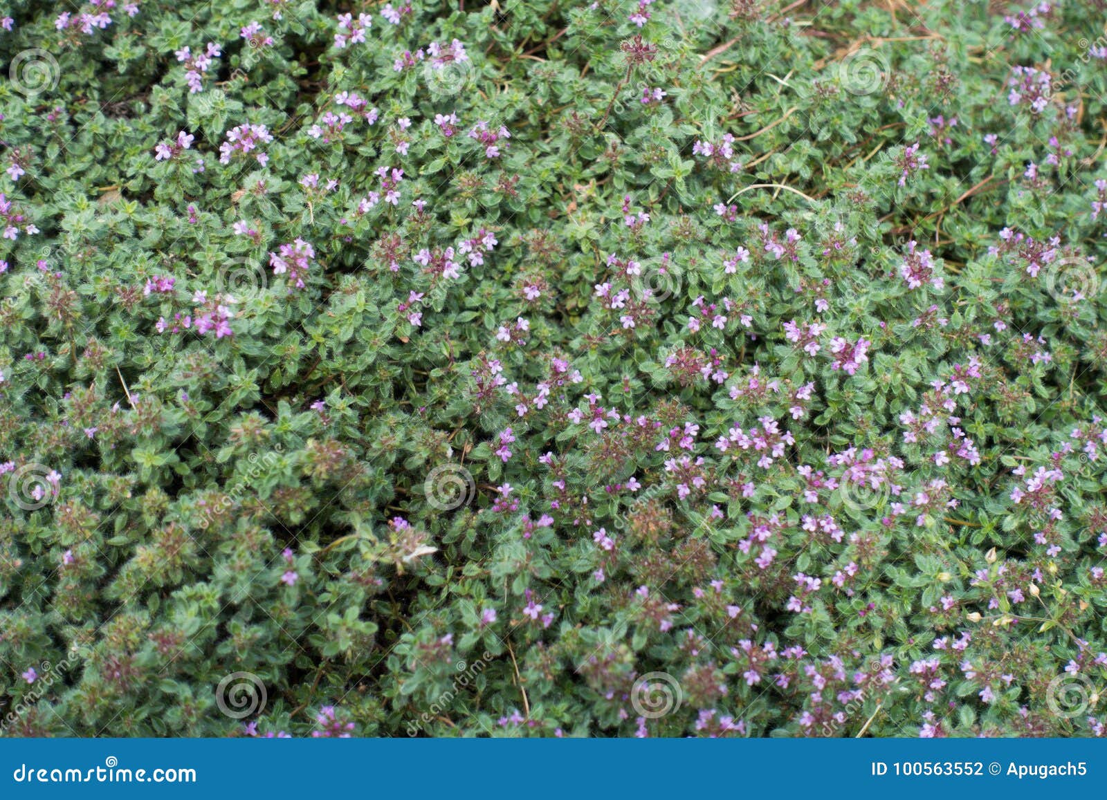 Creeping Thyme with Pink Flowers and Buds Stock Photo Image of herb
