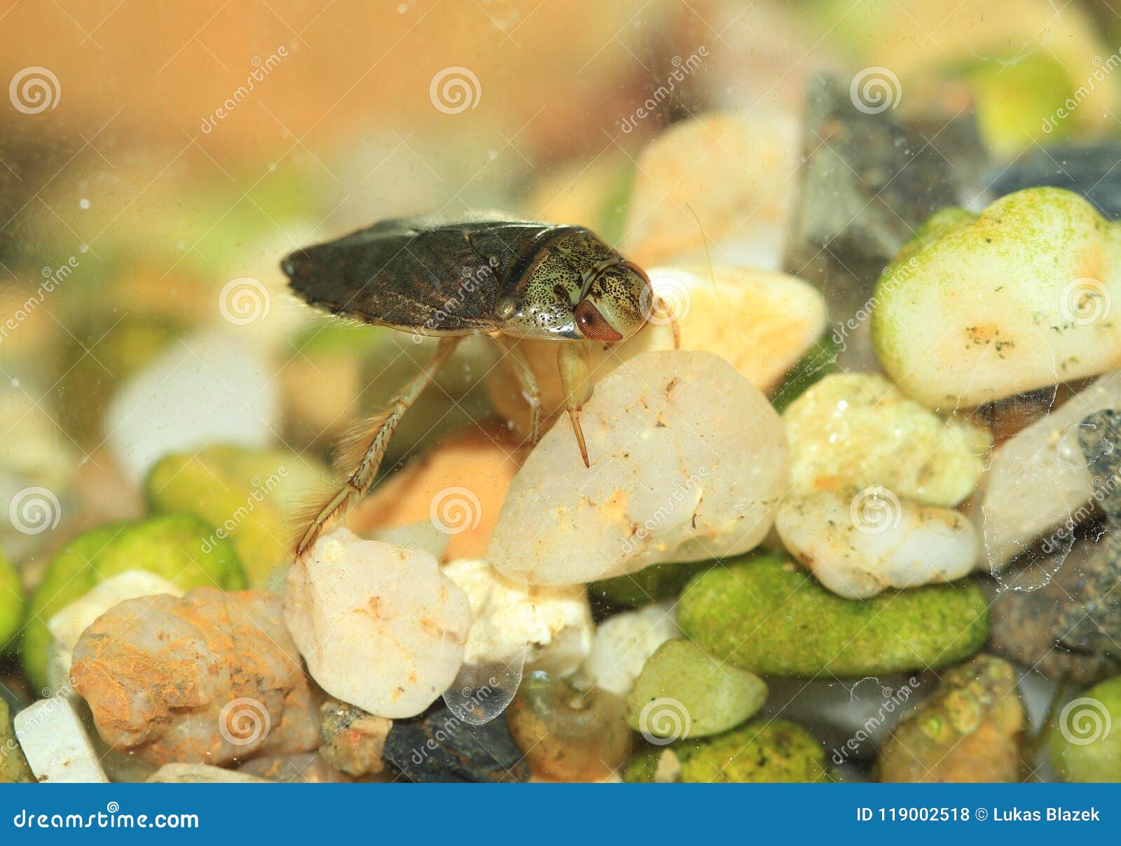Creeping water bug stock photo. Image of ilyocoris, rock 119002518