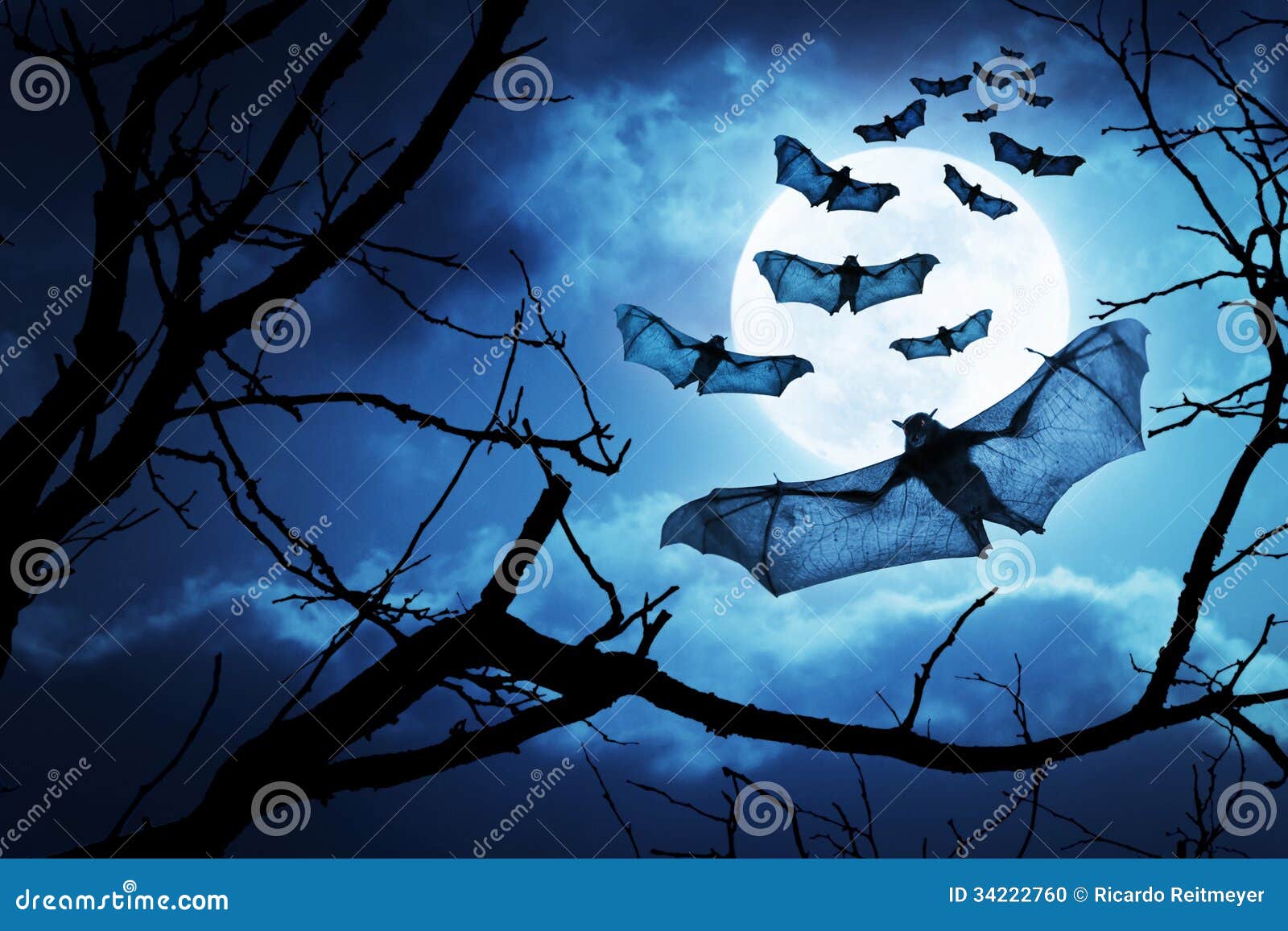 creepy bats fly in for halloween night by a full moon