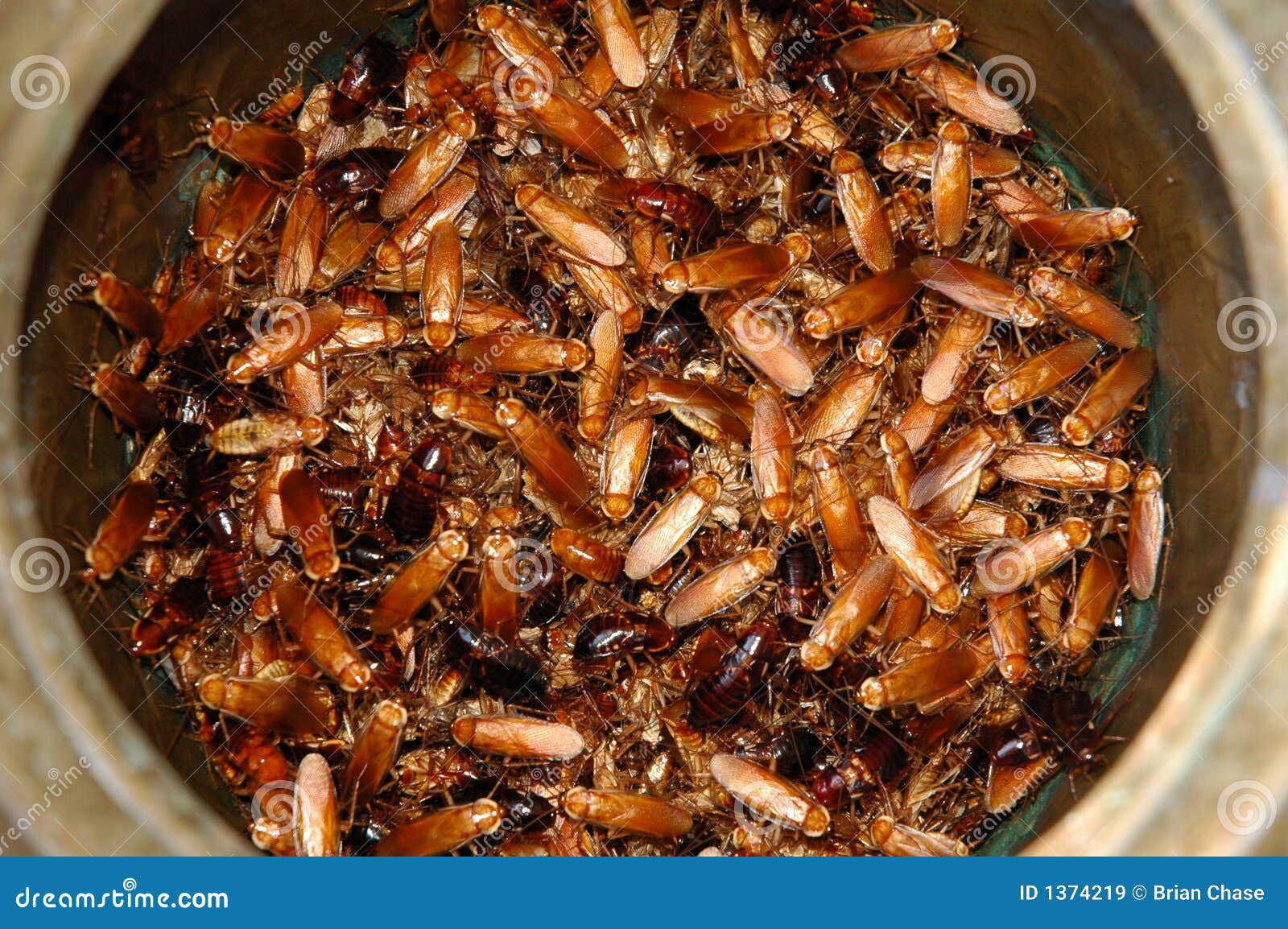 Creepy crawlers stock image. Image of cockroach, organism Creepy crawlers stock image. Image of cockroach, organism