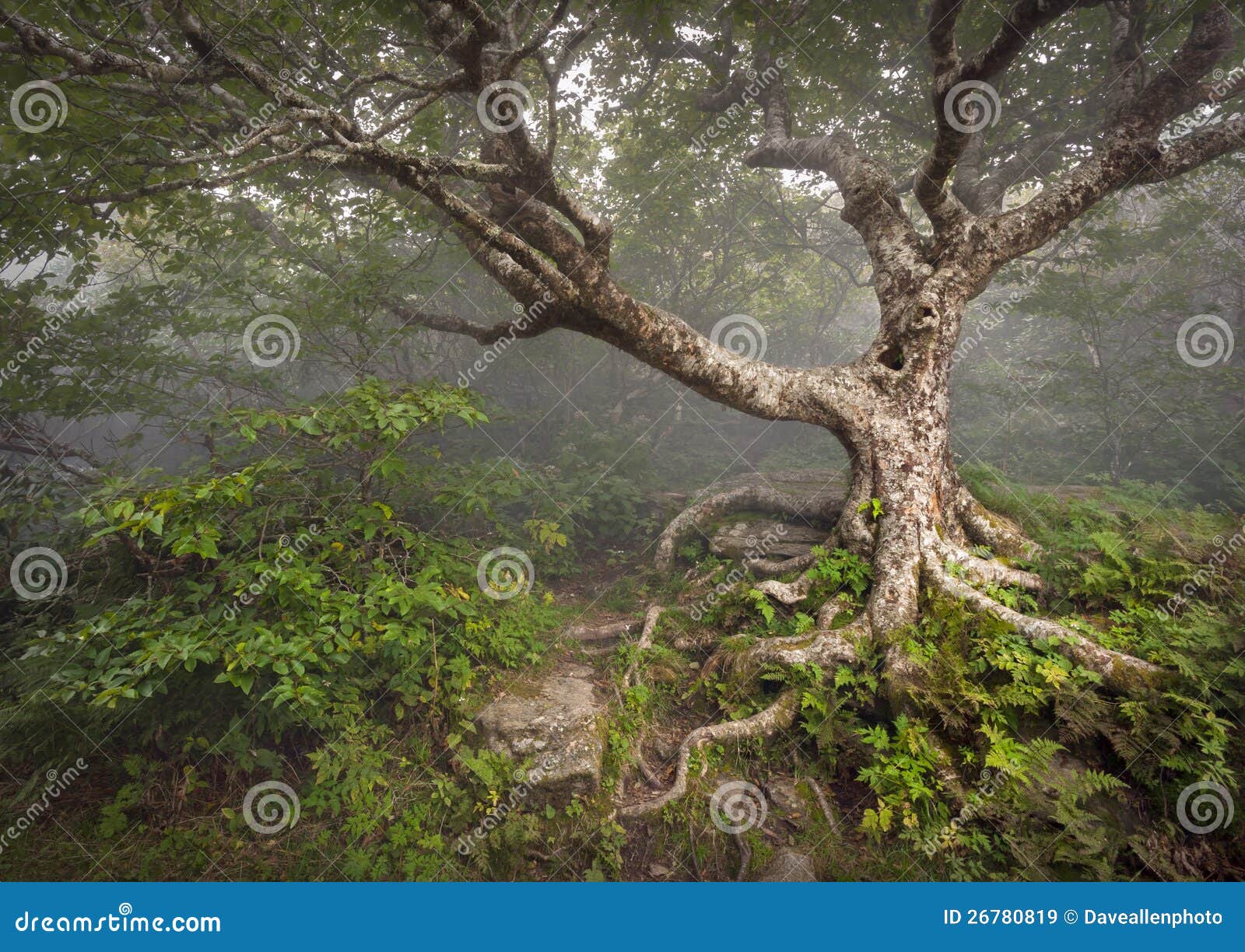 creepy fairytale tree spooky forest fog nc fantasy