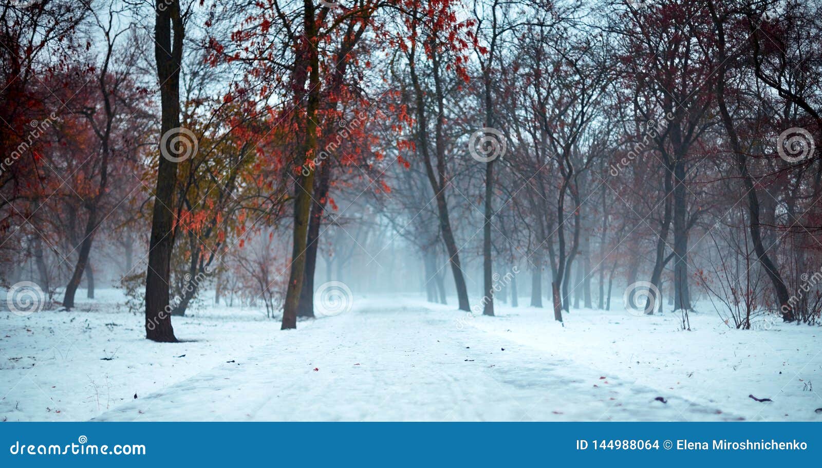 Creepy And Foggy Winter Landscape In Snowy Park With