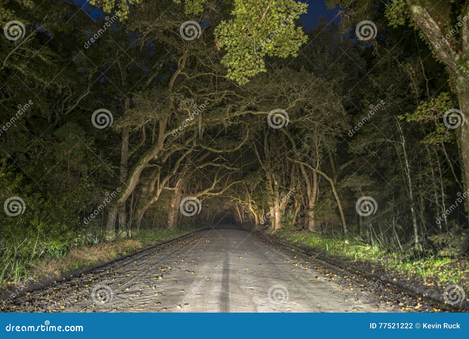 creepy spooky oak tree tunnel in edisto island, south carolina