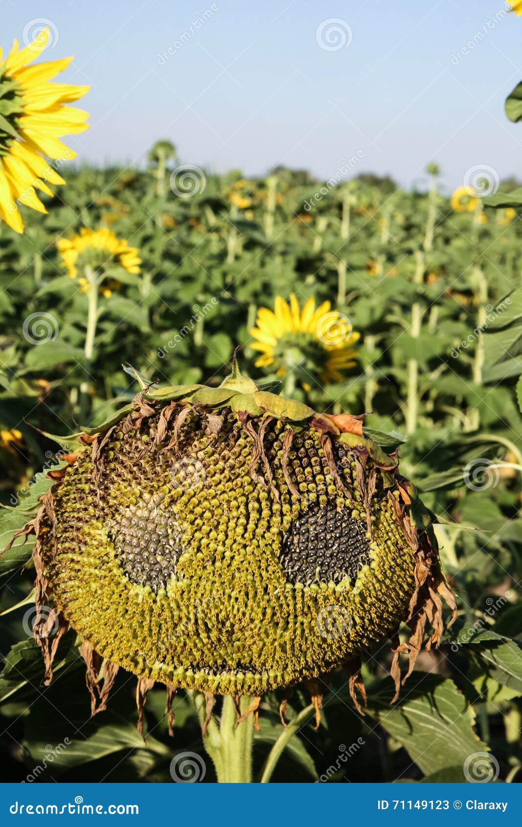 Creepy sunflower face stock image. Image of smiley, spooky - 71149123