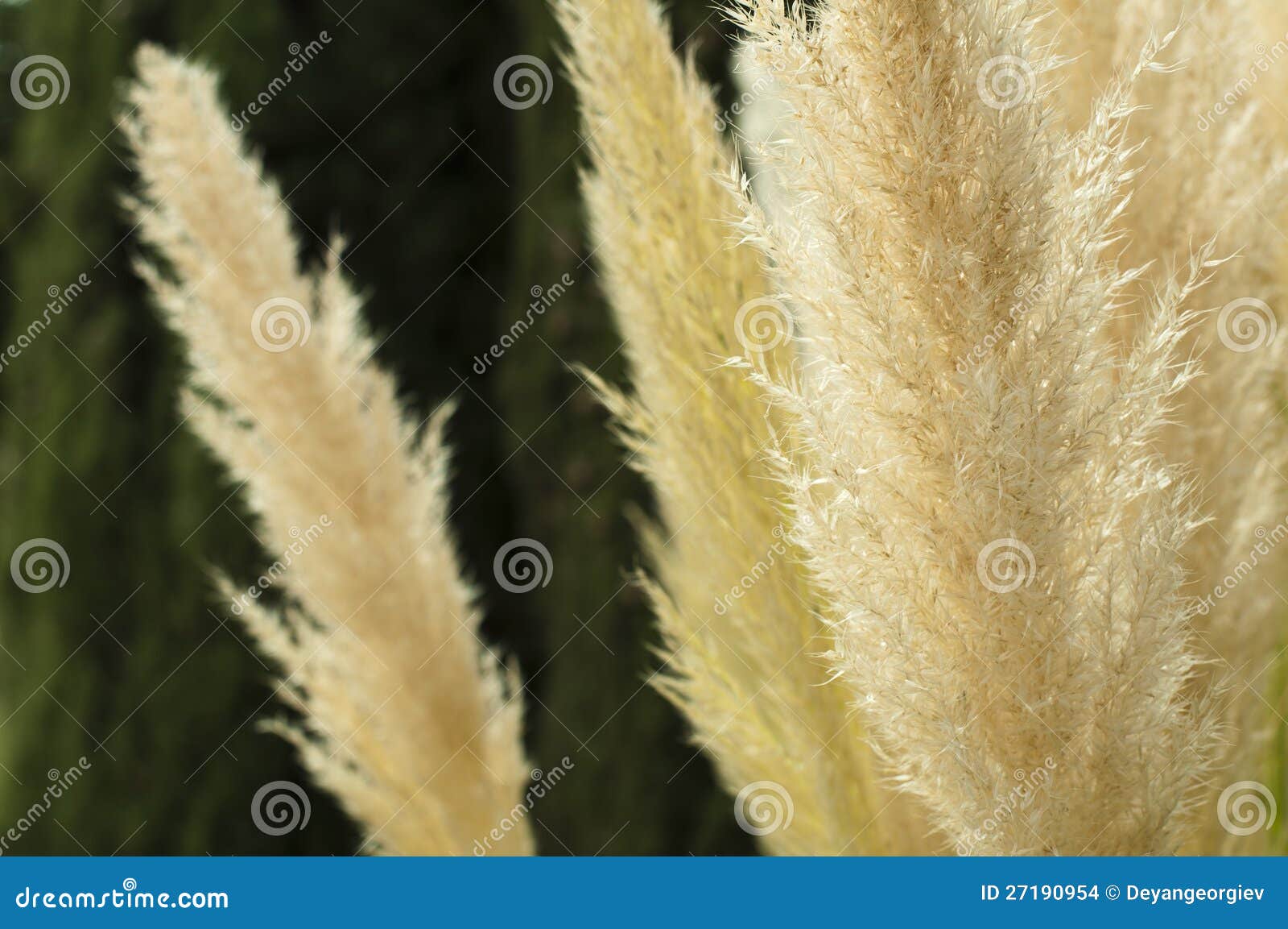 crema color fluffy plants