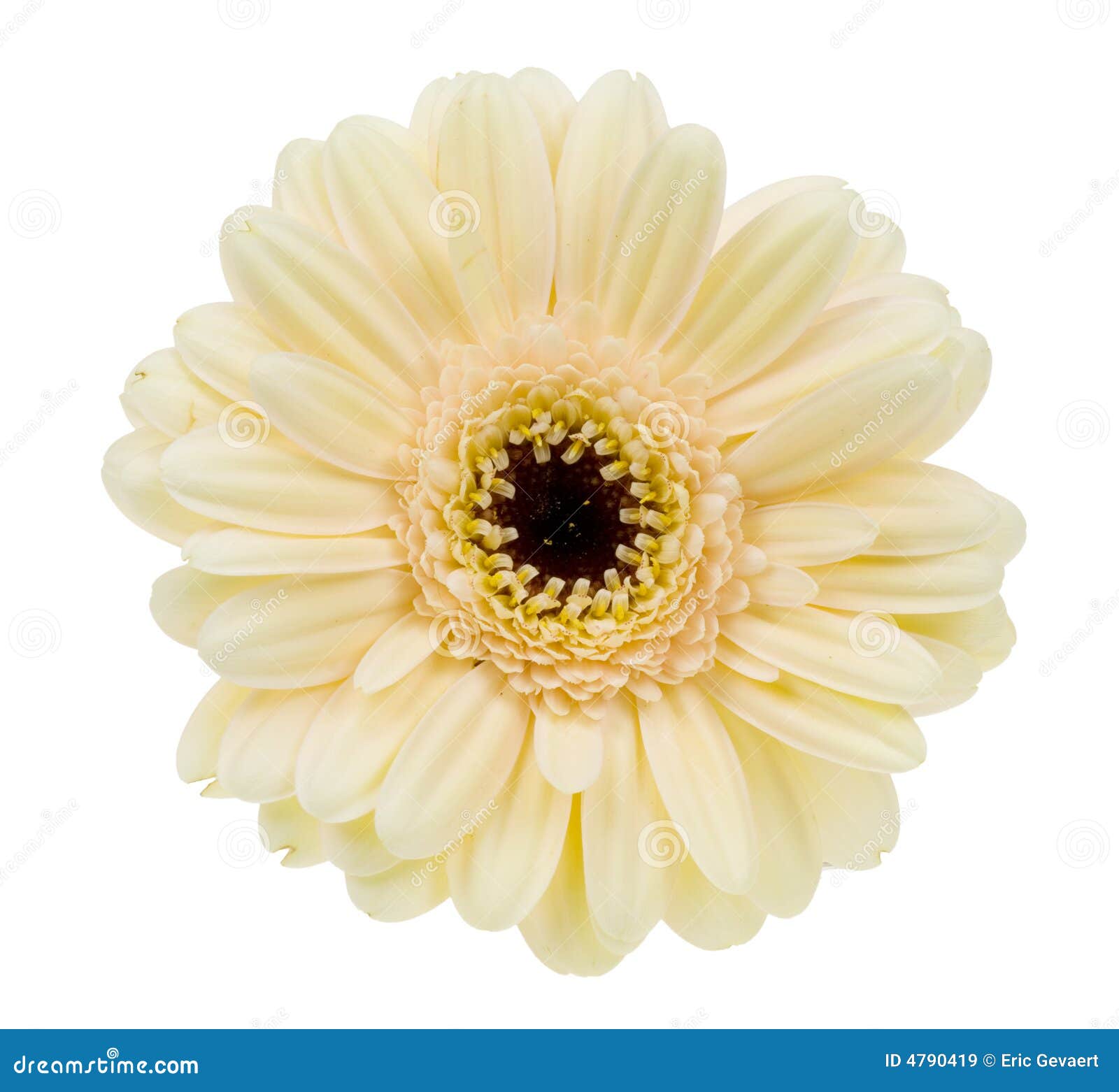 Creme colored gerbera stock image. Image of blossom, close 4790419