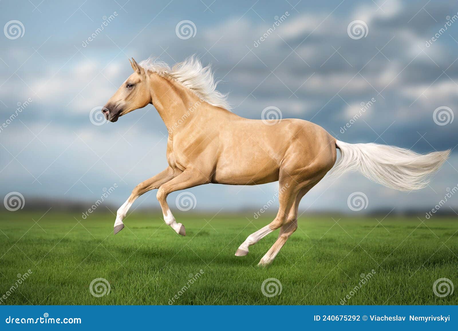 cremello horse with long mane