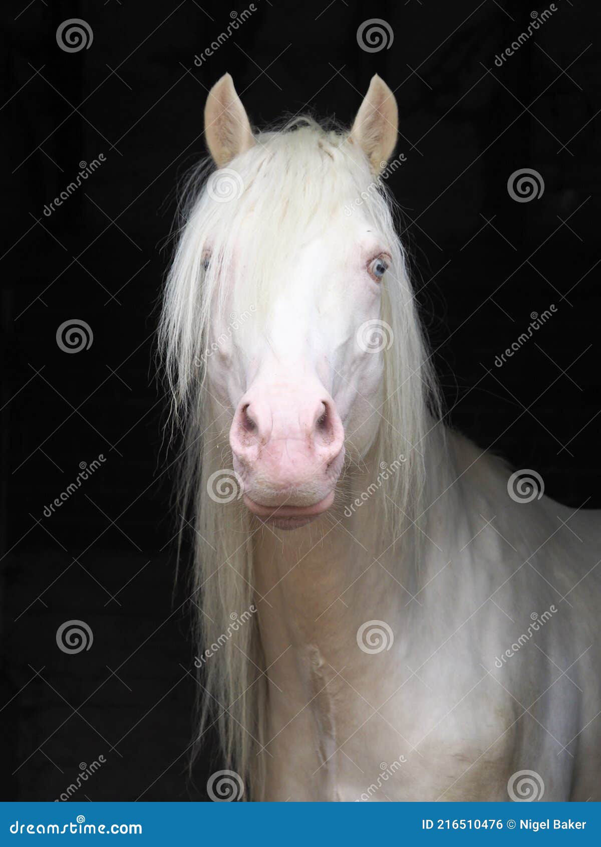 Cremello Stallion stock photo. Image of beauty, eyes - 216510476