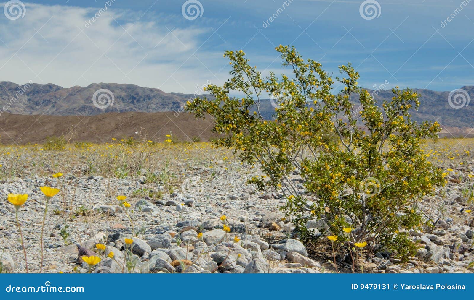 Creosote Bush Blooming in the Death Valley Stock Image Image of