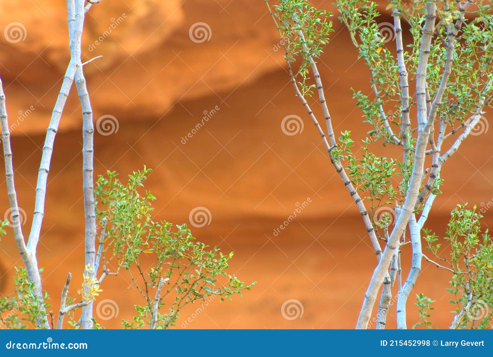 distinctive bark of the creosote plant