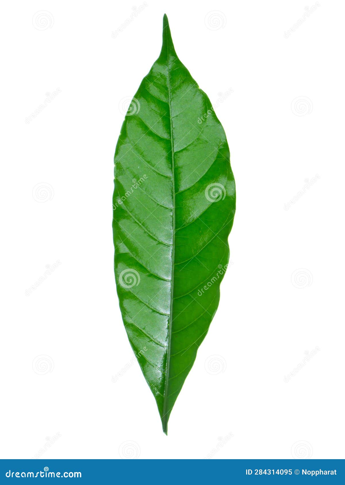 crepe jasmine, east indian rosebay leaf