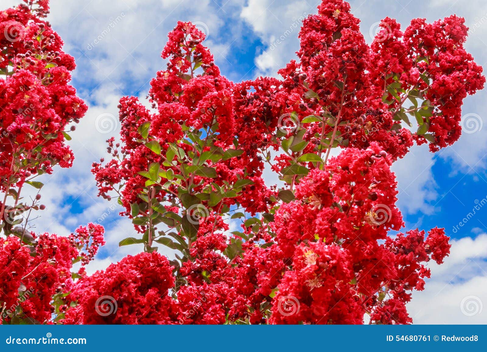 crepe myrtle in bloom