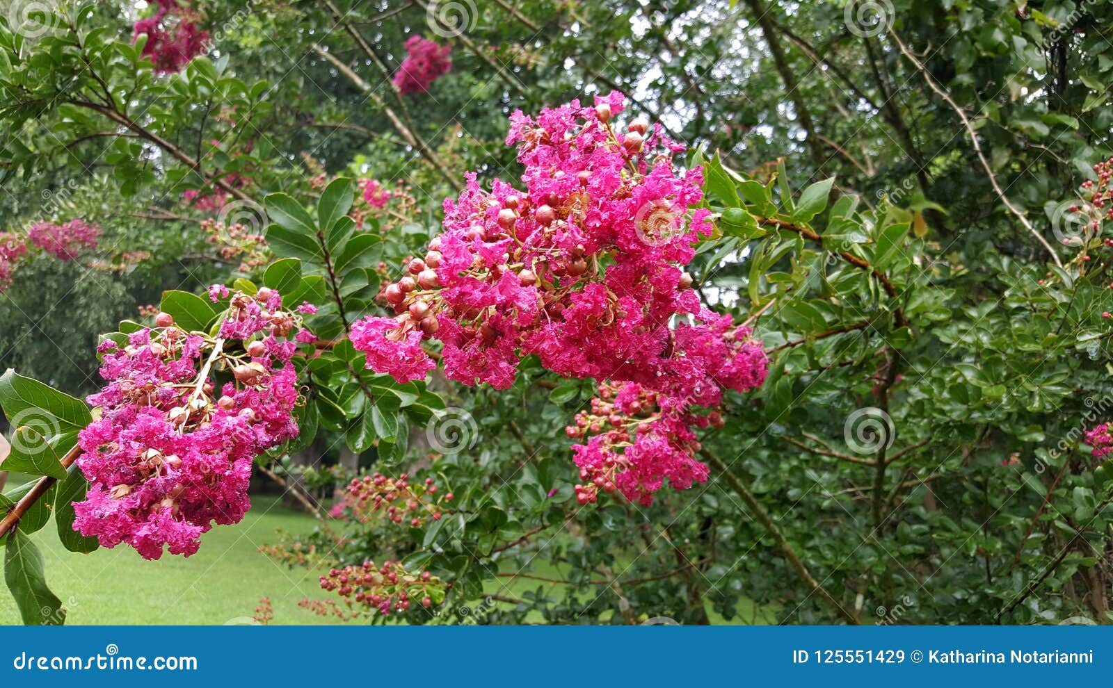 crepe myrtle flowers close up - lagerstroemia