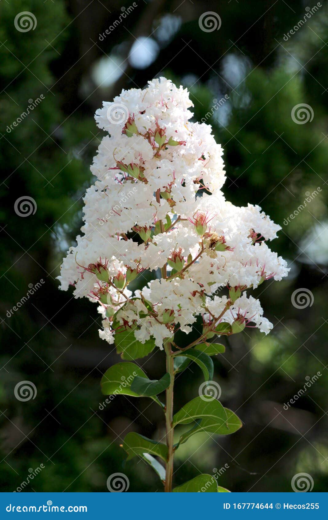 crepe myrtle or lagerstroemia indica deciduous tree plant with single branch full of open blooming white small flowers