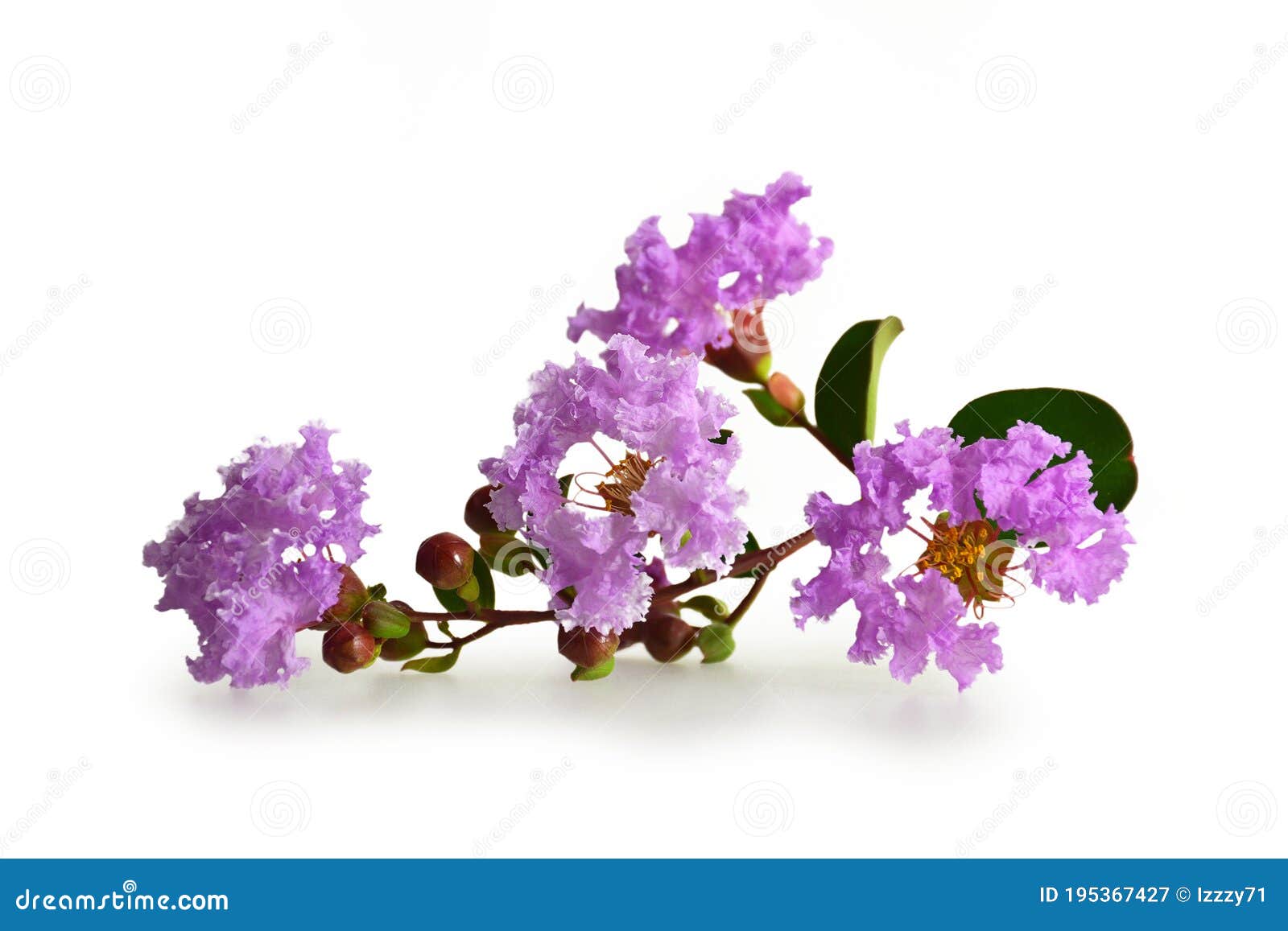 crepe-myrtle, lagerstroemia indica, or indian lilac  on white