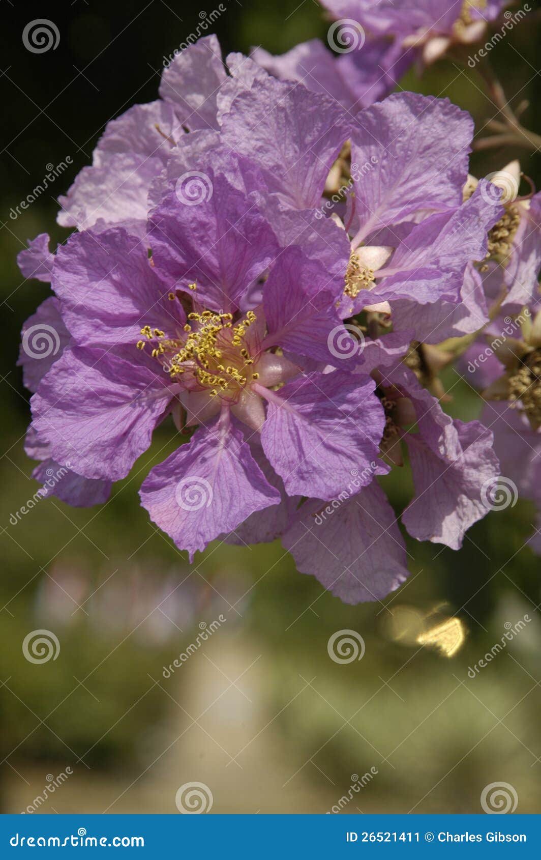 Crepe Myrtle (Lagerstroemia Loudonii) Stock Image - Image of blossoms ...