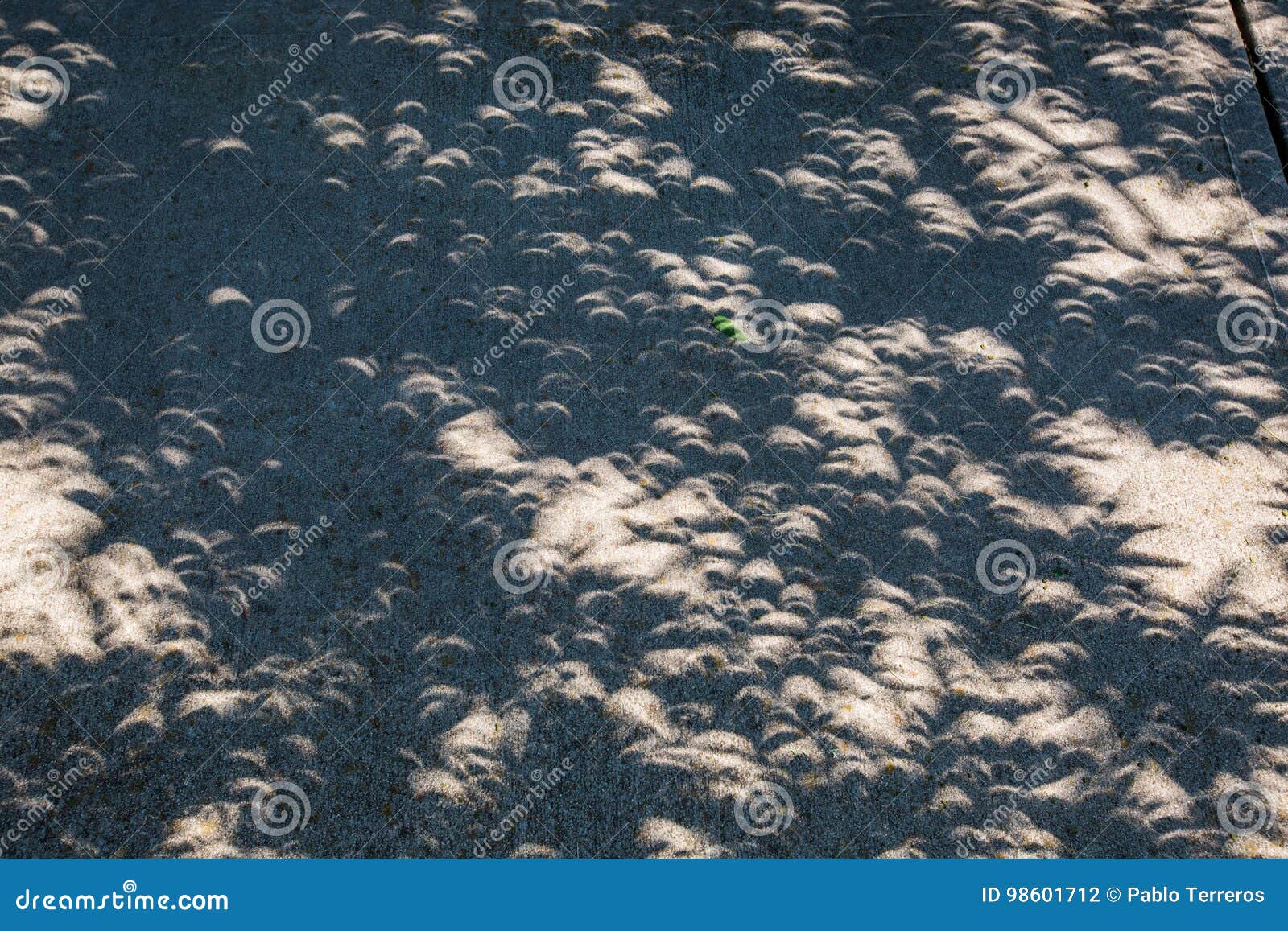 crescant shadows during the great american eclipse