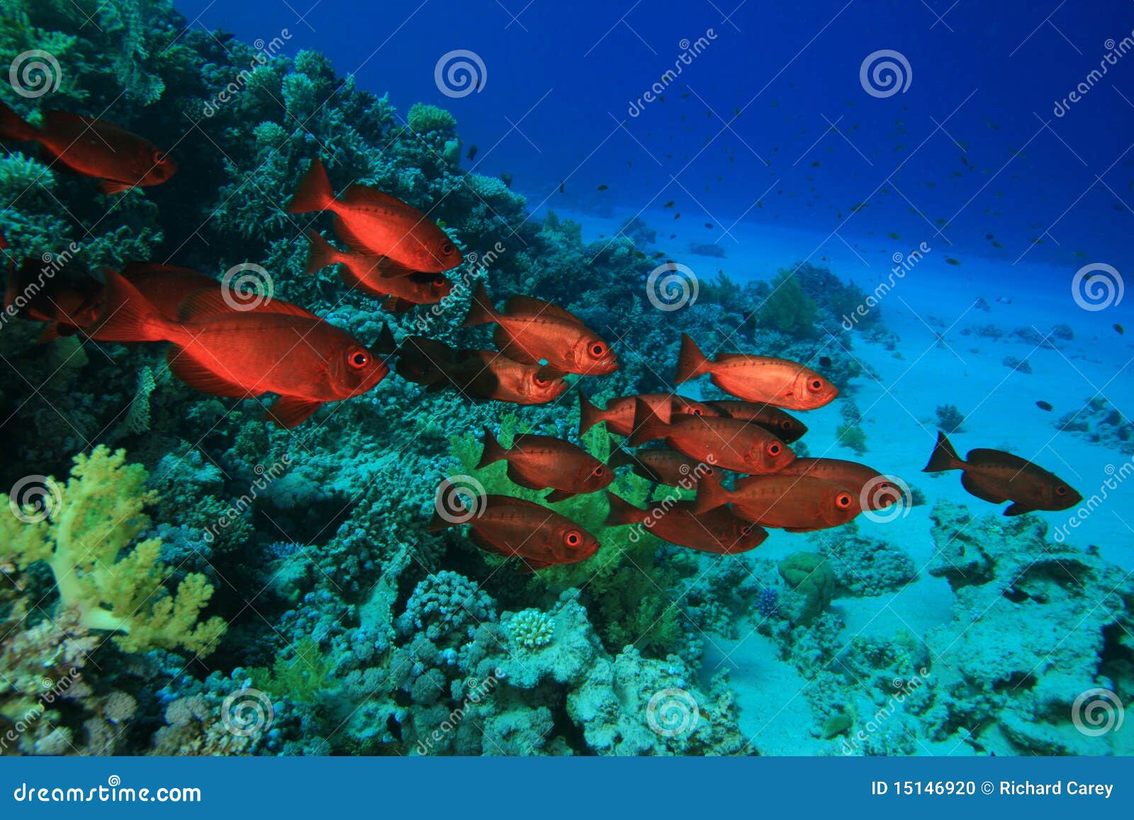 Crescent-tail Bigeyes stock photo. Image of marine, dahab - 15146920