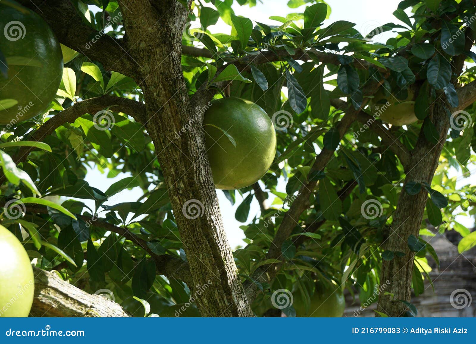crescentia cujete fruit with a natural background