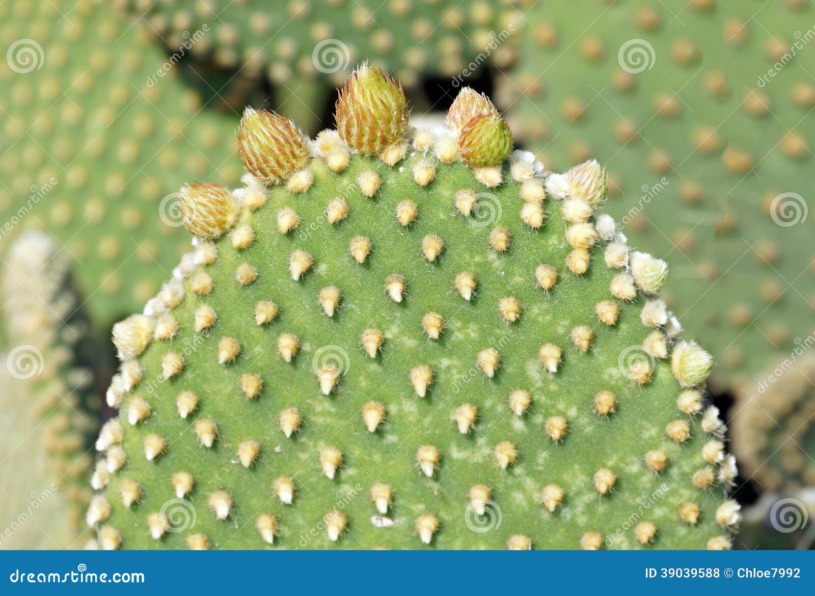 Crescimento Da Mola Em Um Cacto Das Orelhas Do Coelho Foto de Stock -  Imagem de suculento, ambiente: 39039588