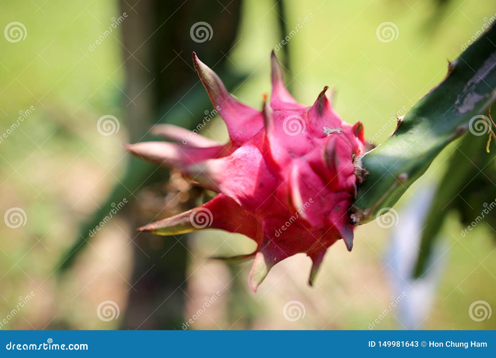 Crescimento De Flor Do Fruto Do Dragão Do Cacto Como a Haste Na árvore De  Fruto Imagem de Stock - Imagem de verde, cacto: 149981643