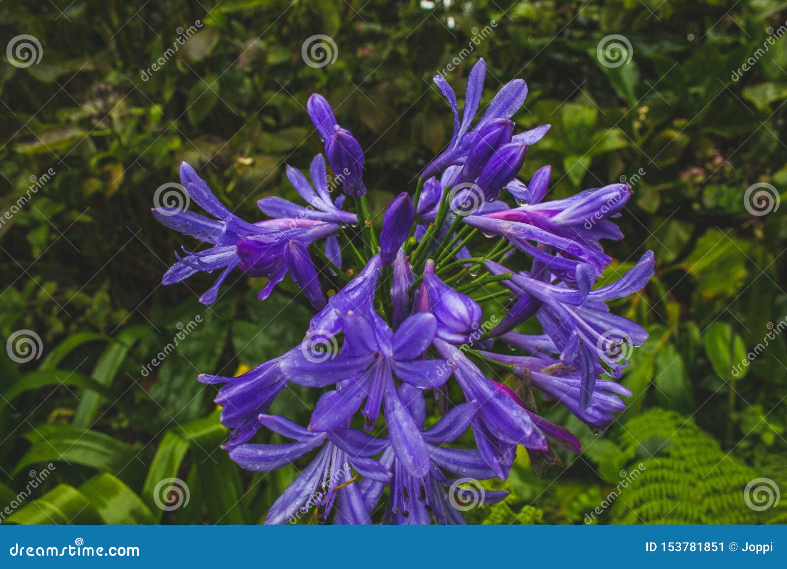 Crescimento De Flor Roxo Bonito Do Lírio Africano Na Ilha Do Sao Miguel,  Açores, Portugal Imagem de Stock - Imagem de lazer, exterior: 153781851