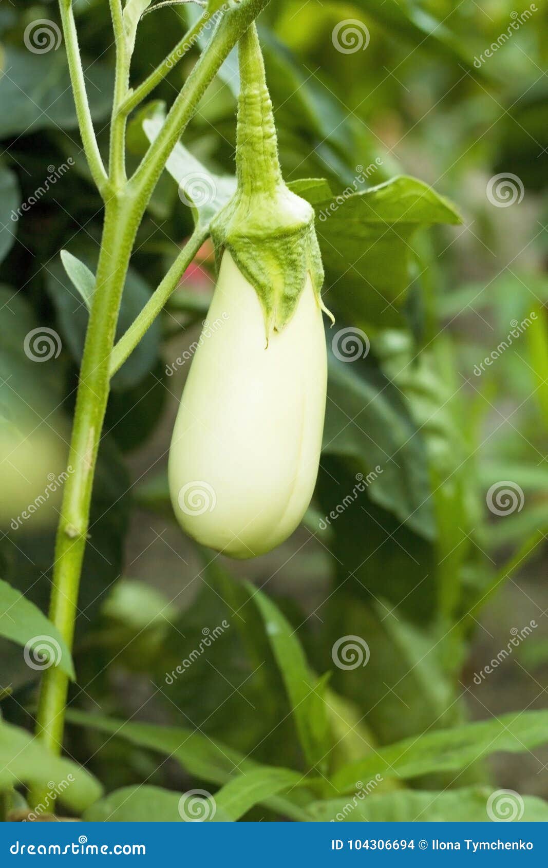 A flor do peão que cresce em um jardim do verão.