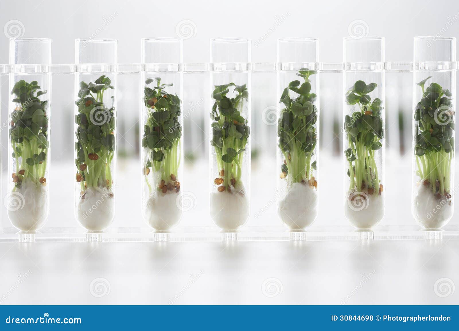 Cress Seedlings Growing in Test Tubes Stock Photo Image of background, cress 30844698