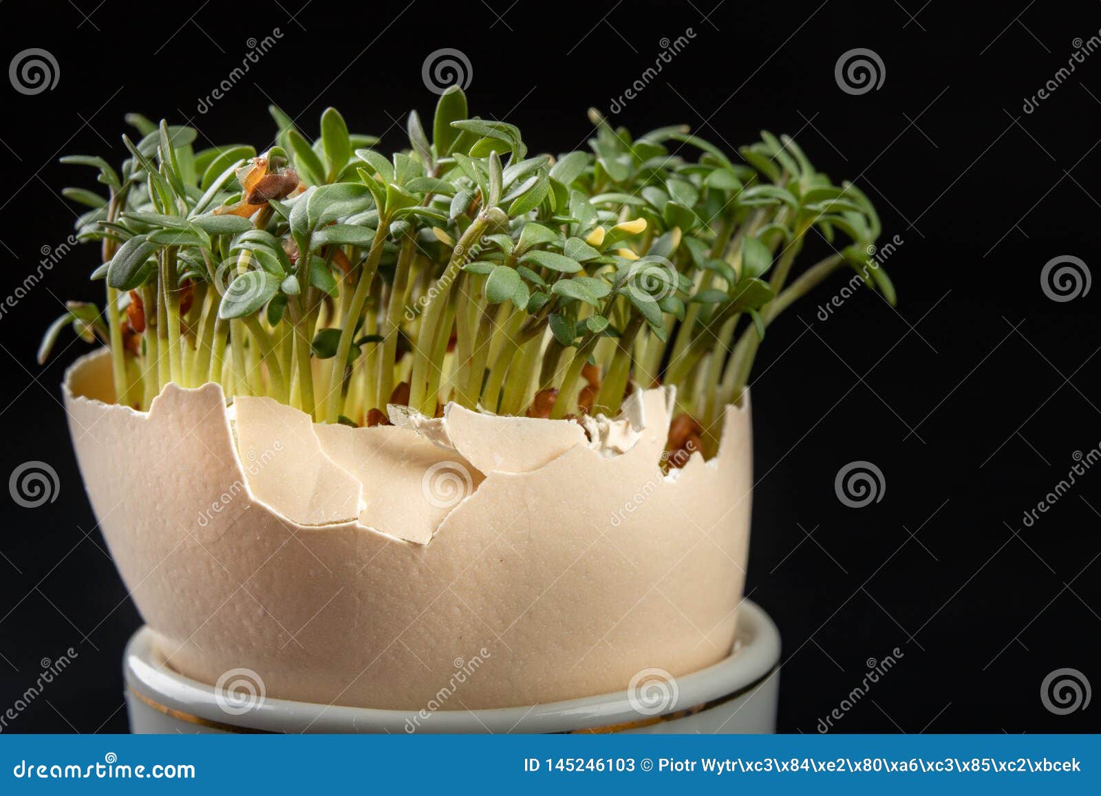 Cress in a Shell from an Egg. Fresh Sprouts for a Festive Easter Table