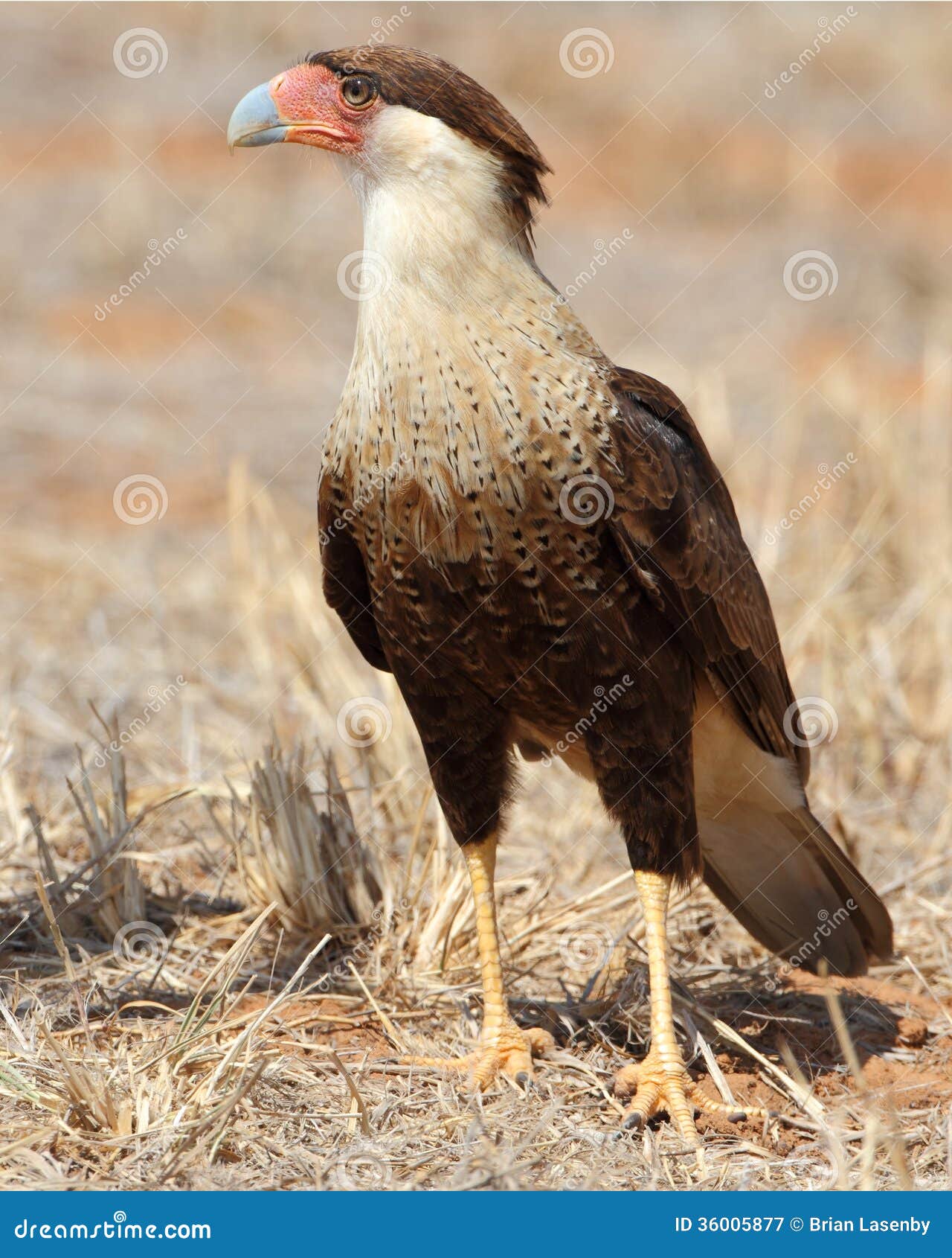 Crested Caracara Perched on the Ground Texas Stock Image Image of