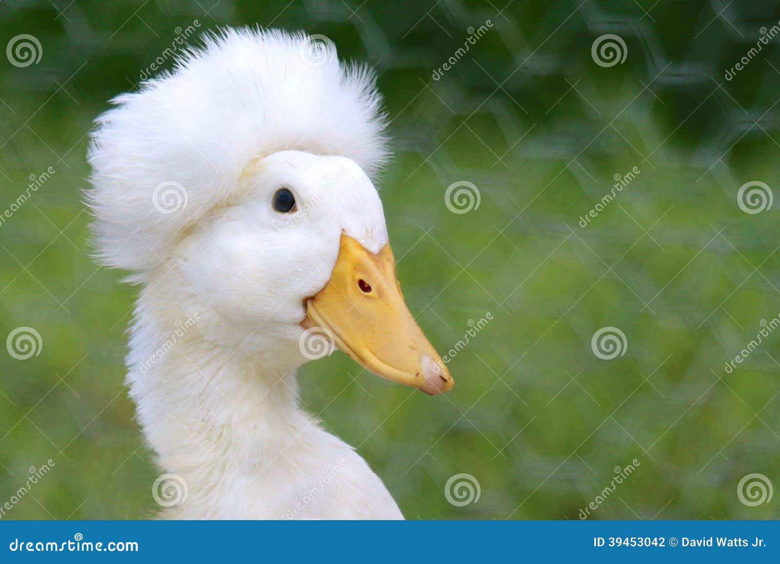 crested duck