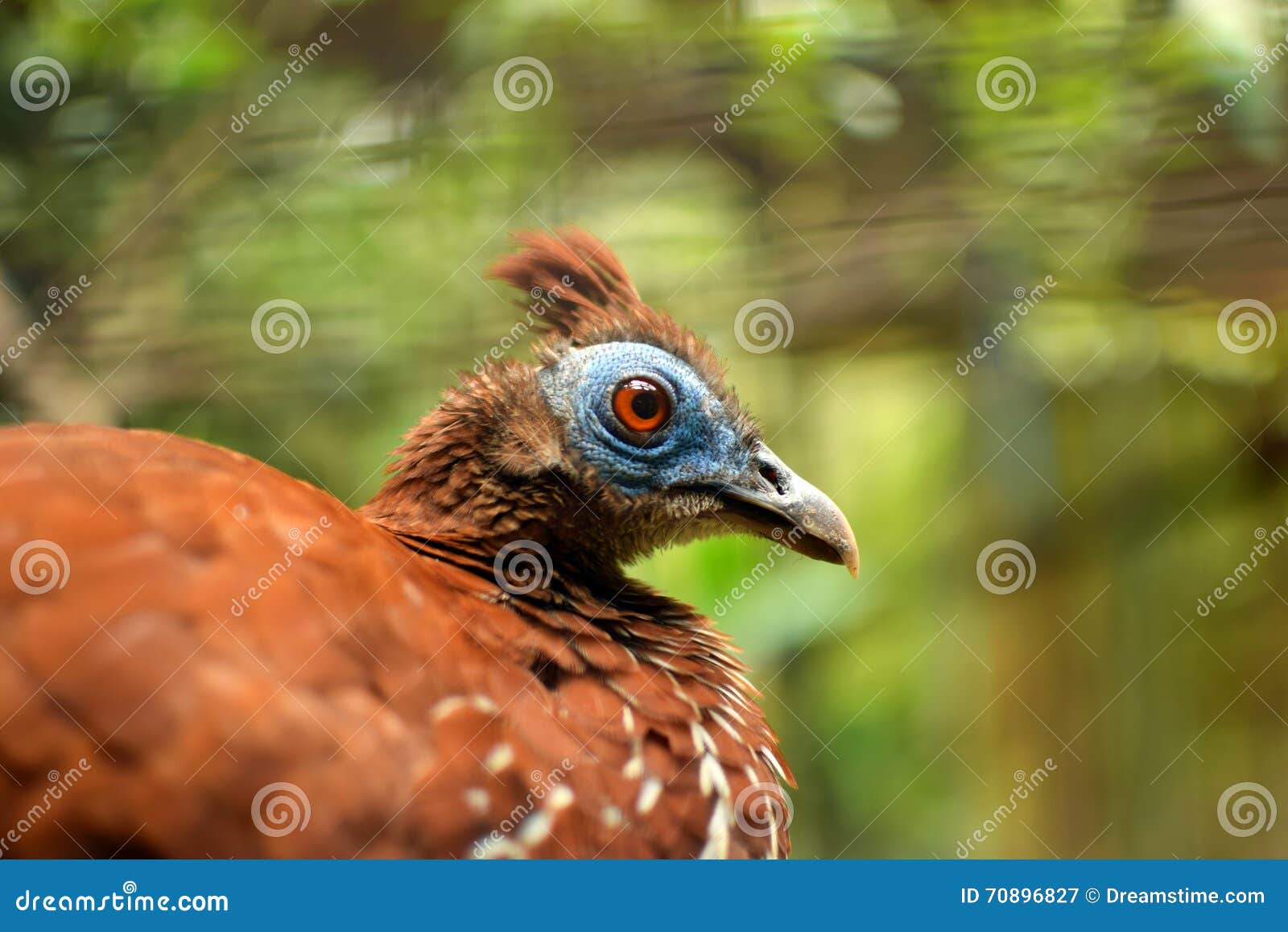 crested fireback (lophura ignita) fireback pheasant bird with blue face close up with zoo background