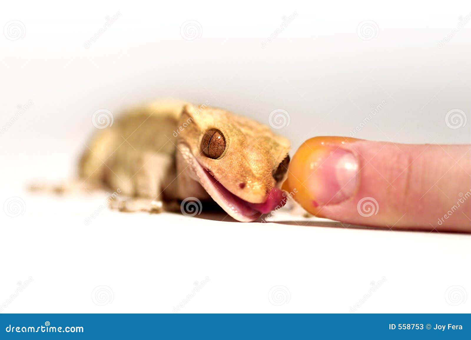 Crested Gecko stock image. Image of crested caledonian 558753