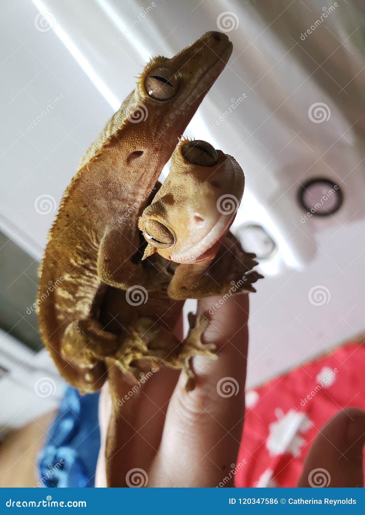 photo Smiling Lizard Couple https www dreamstime com crested gecko couple cute pair geckos who smiling camera image120347586
